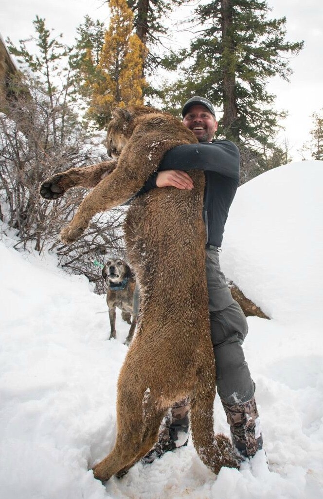 Hunt Colorado Mountain Lions Information